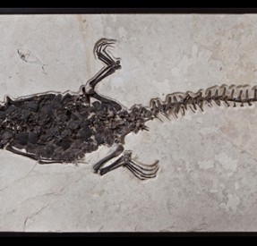 グリーンリバークロコダイルと古代魚の化石ボード