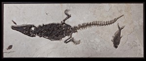 グリーンリバークロコダイルと古代魚の化石ボード