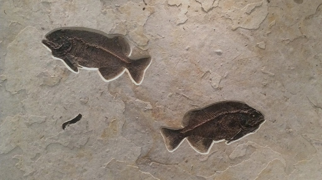 ２匹のファレオダスエンカスタスの化石ボード