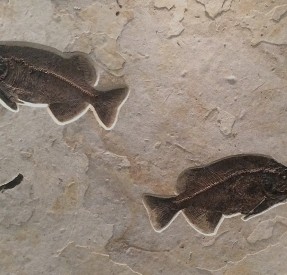 ２匹のファレオダスエンカスタスの化石ボード