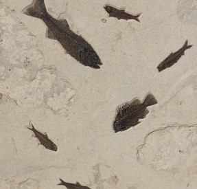 ミオプロサスとプリスカカラと魚群の化石ボード