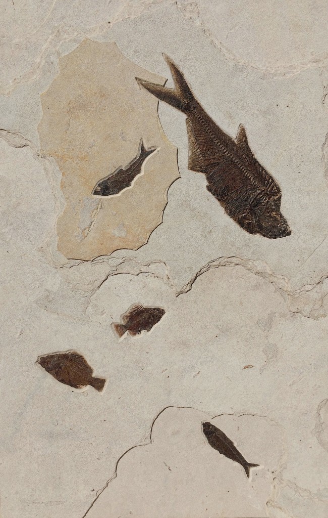 ディプロマイスタスとプリスカカラと魚群の化石ボード